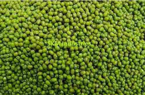 green gram seed